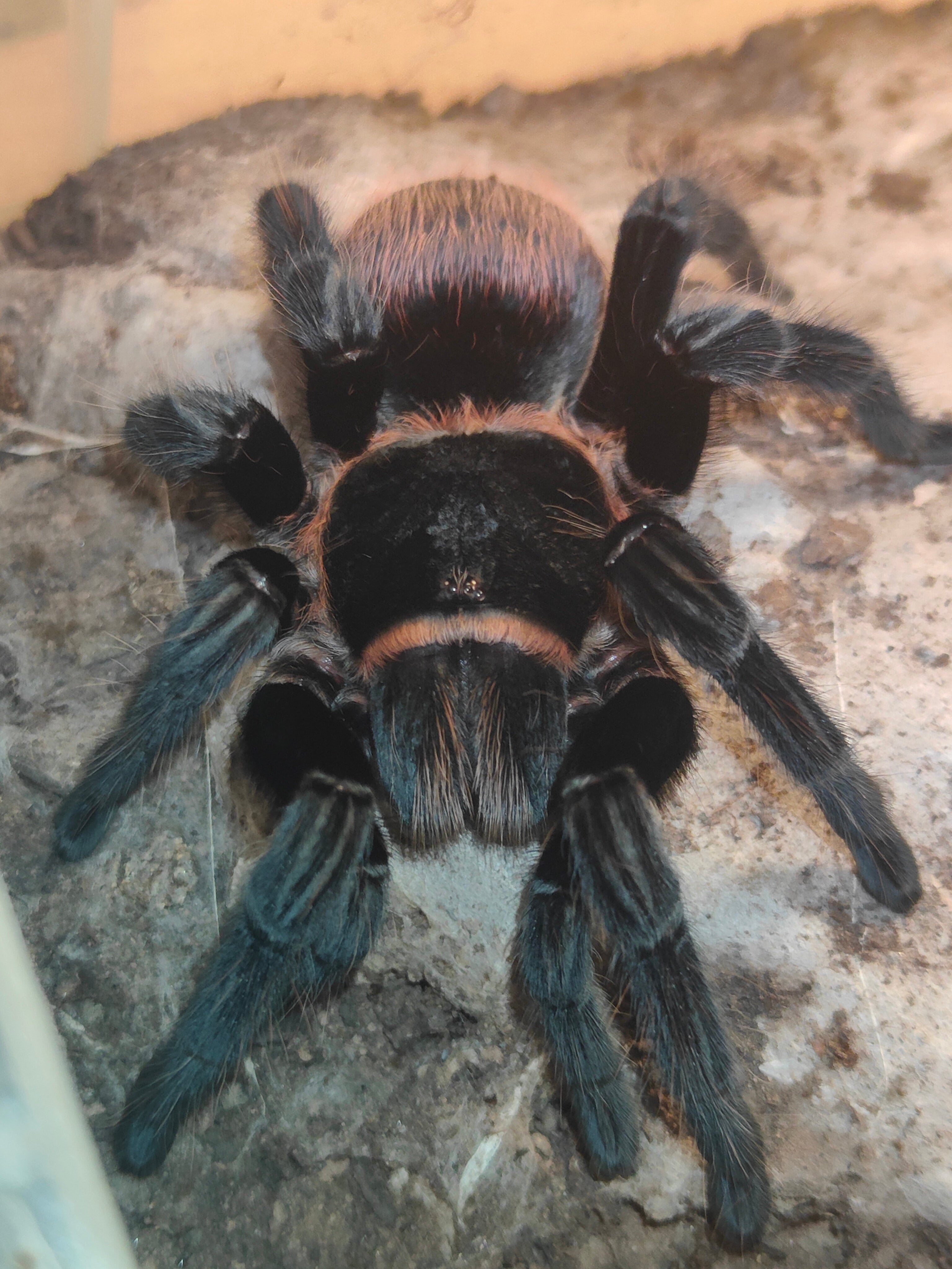 Mexican Red Rump Tarantula