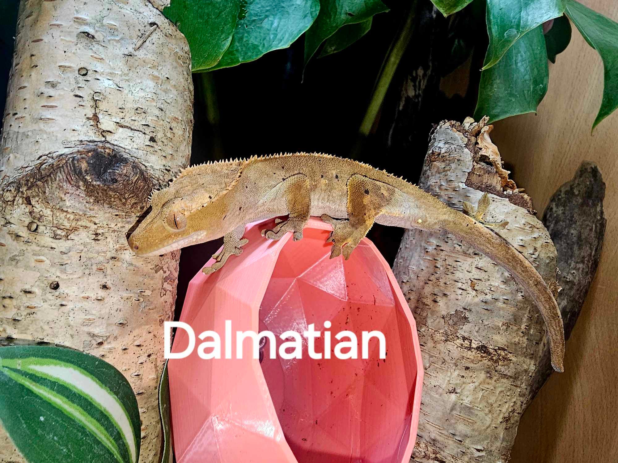 Correlophus Ciliatus Best Bedding For Crested Geckos Crested Gecko Bioactive Vivarium Kit Complete Setup The Bio Dude