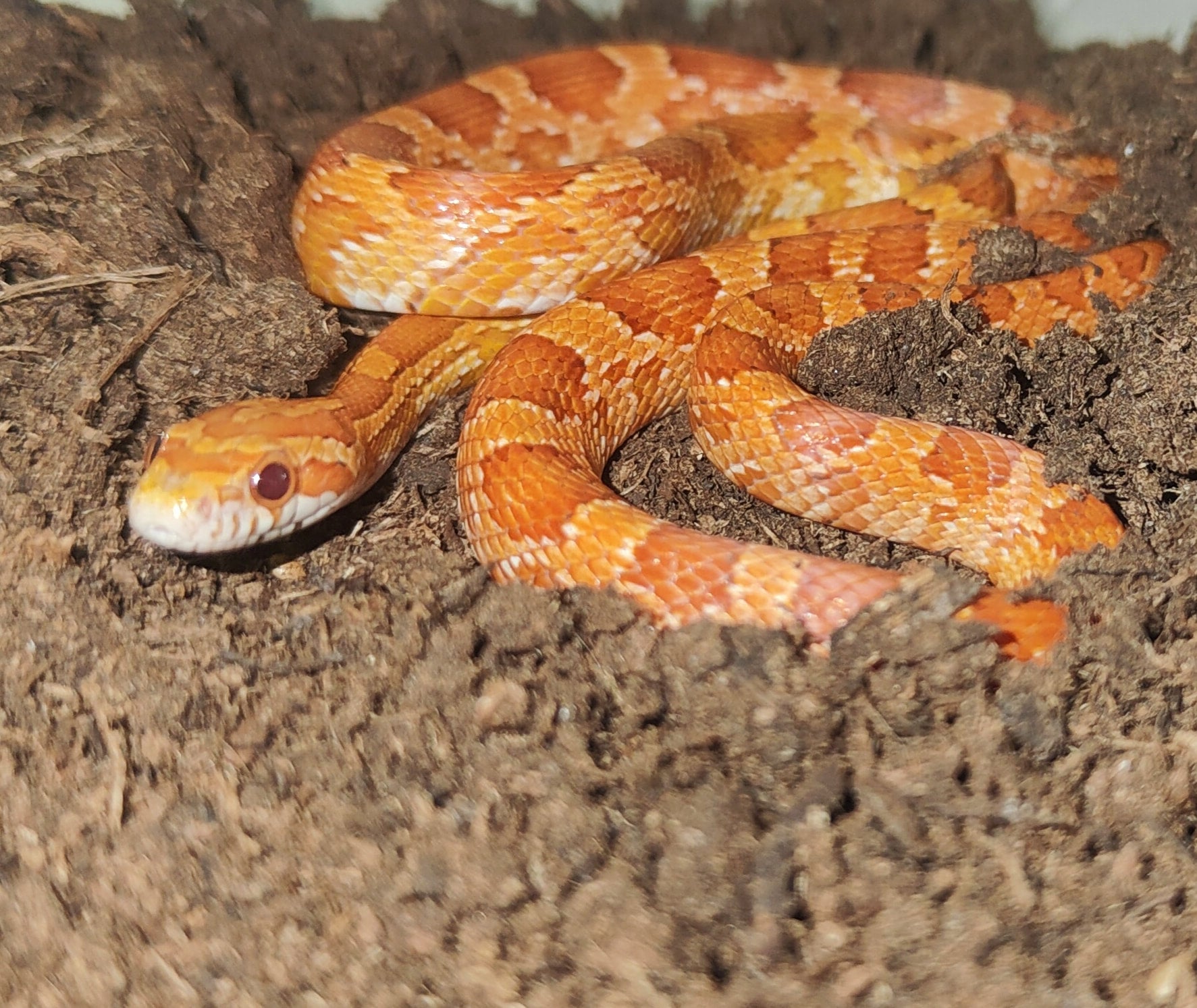 Corn Snakes For Sale