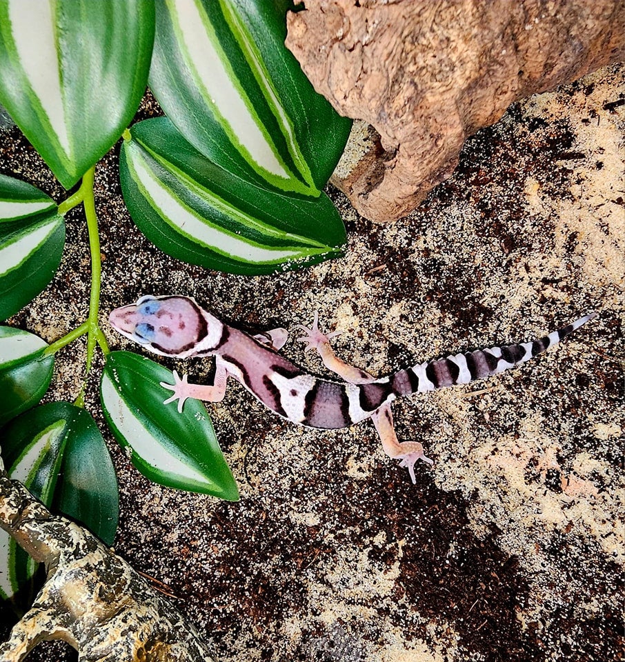Leopard gecko hotsell enclosure for sale