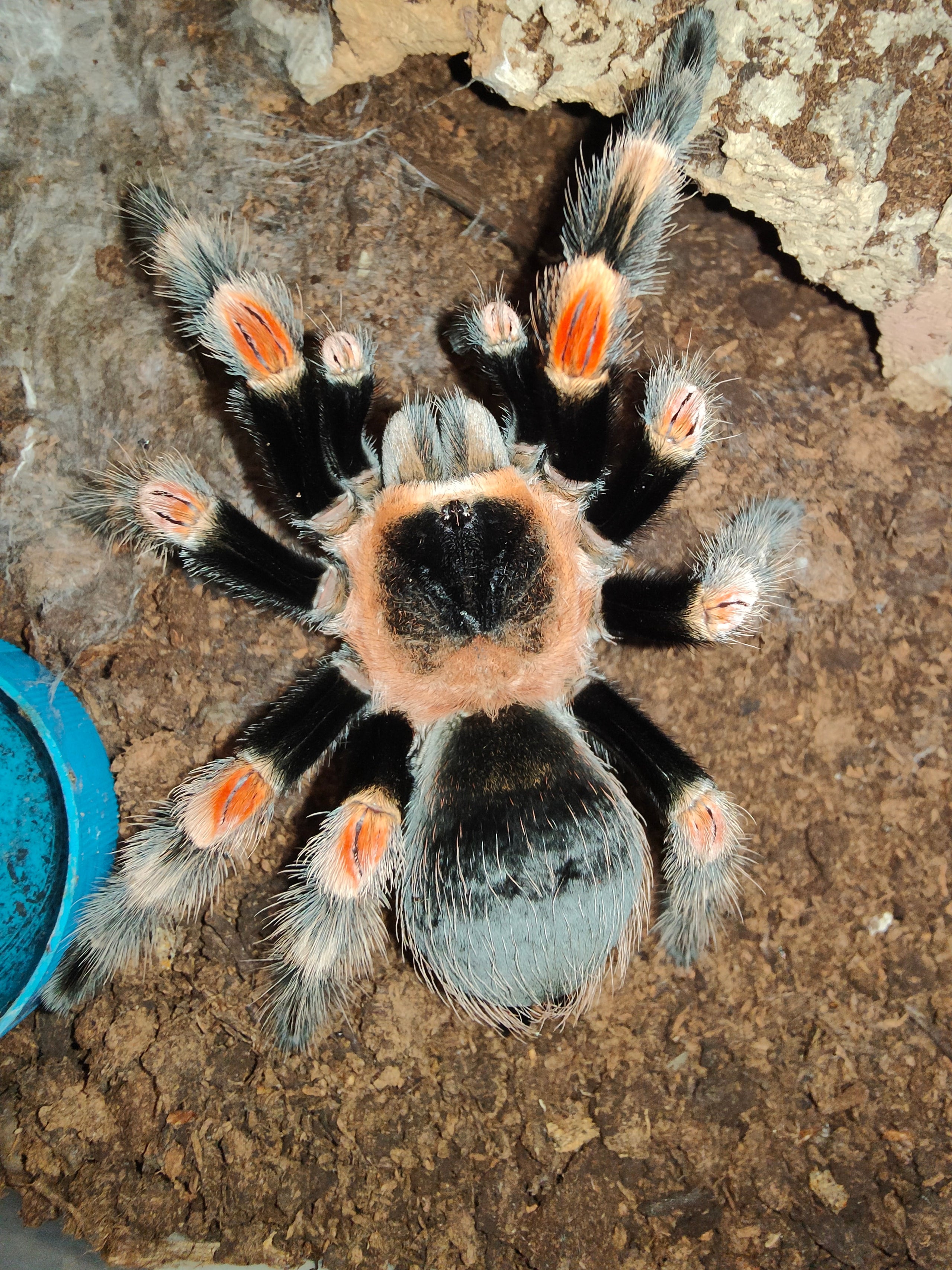 Mexican Red Knee (Brachypelma hamorii)