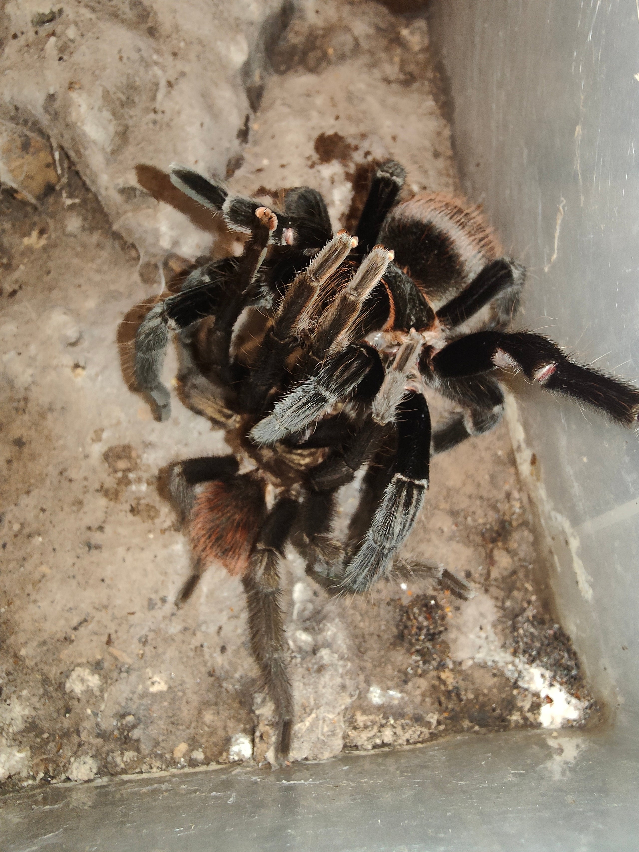 Mexican Red Rump Tarantula